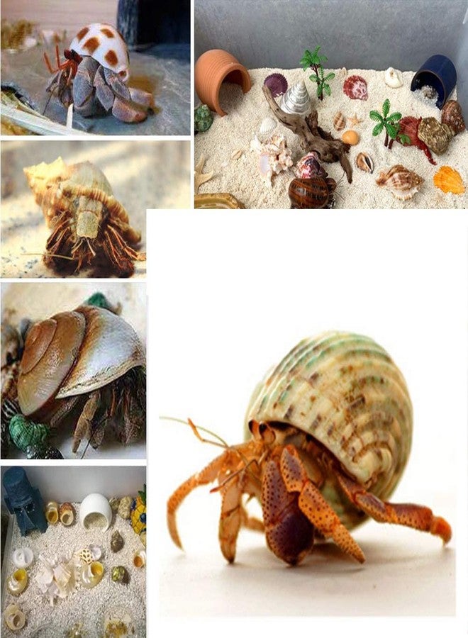 QICQDRAM QEQEKAKA 15PCS Hermit Crab Shells (7 Types) Natural Hermit Crab Shells, for Small to Large Hermit Crab Turbo Shells Hermit Crab Supplies Visit The QICQDRAM Store - Image 5